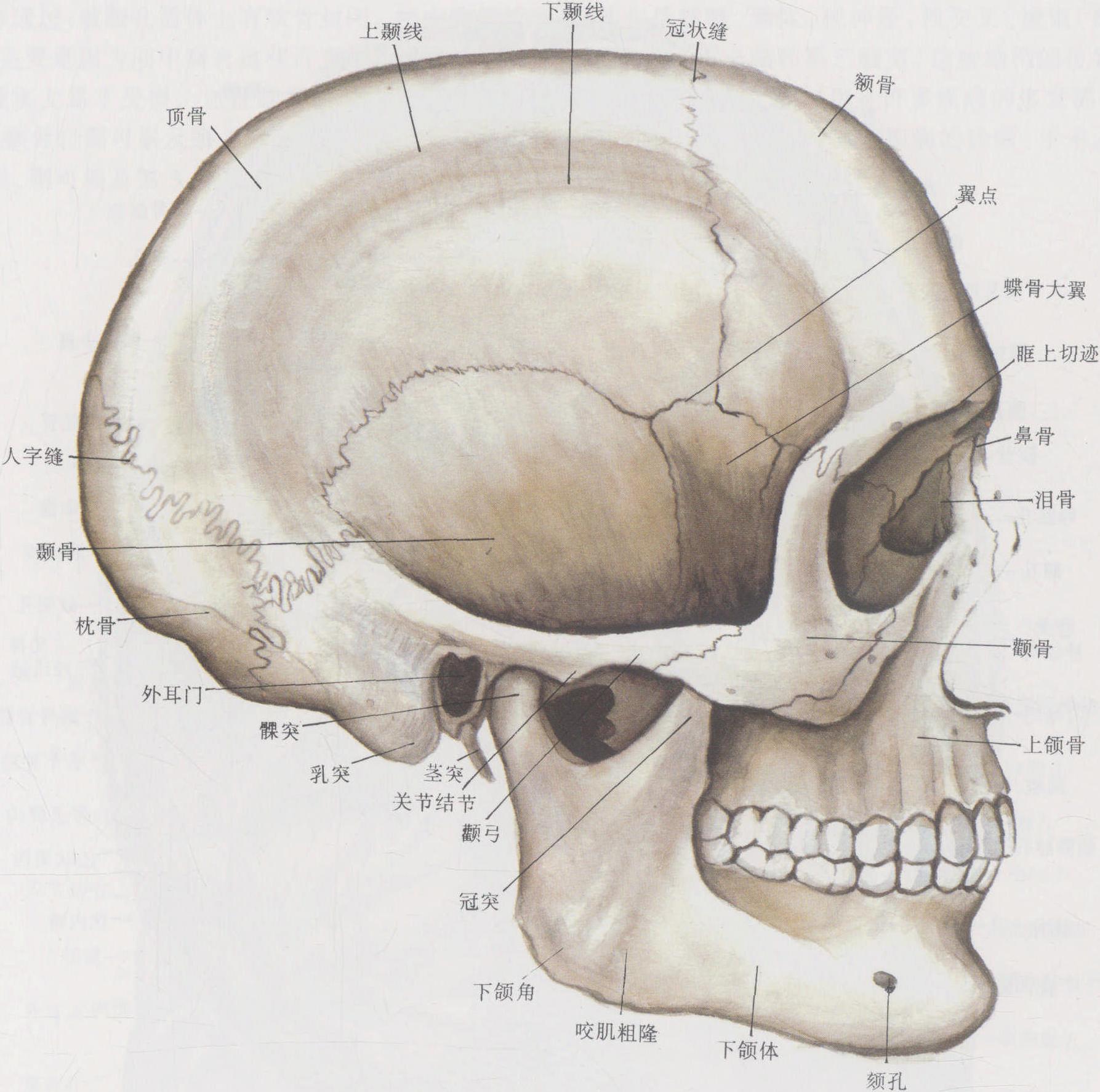 头面部常用穴位-基础医学-医学